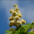 ... fleur de châtaigne !!!...