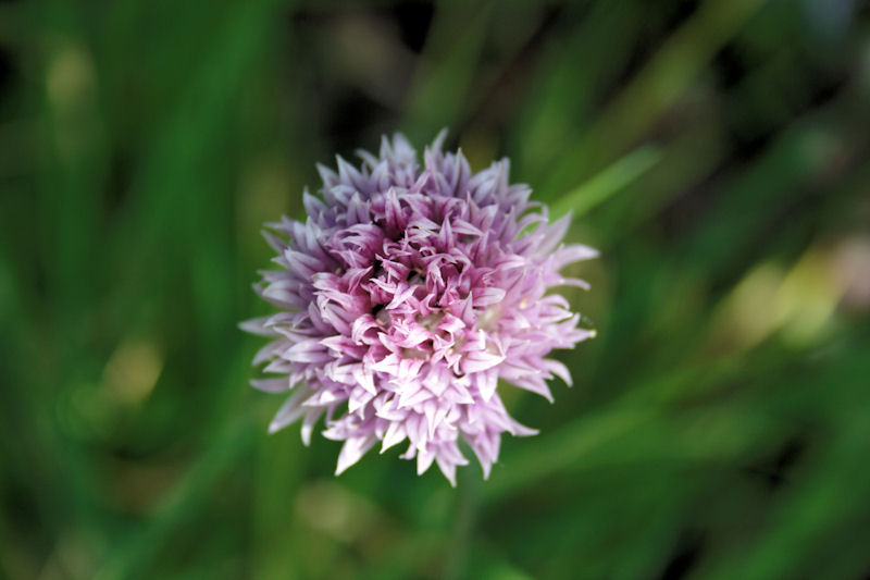 Fleur de Ciboule