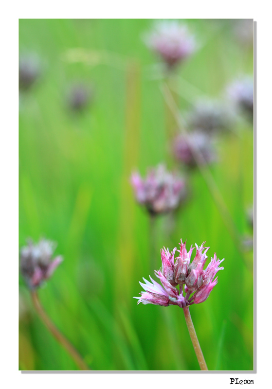 fleur de ciboulette