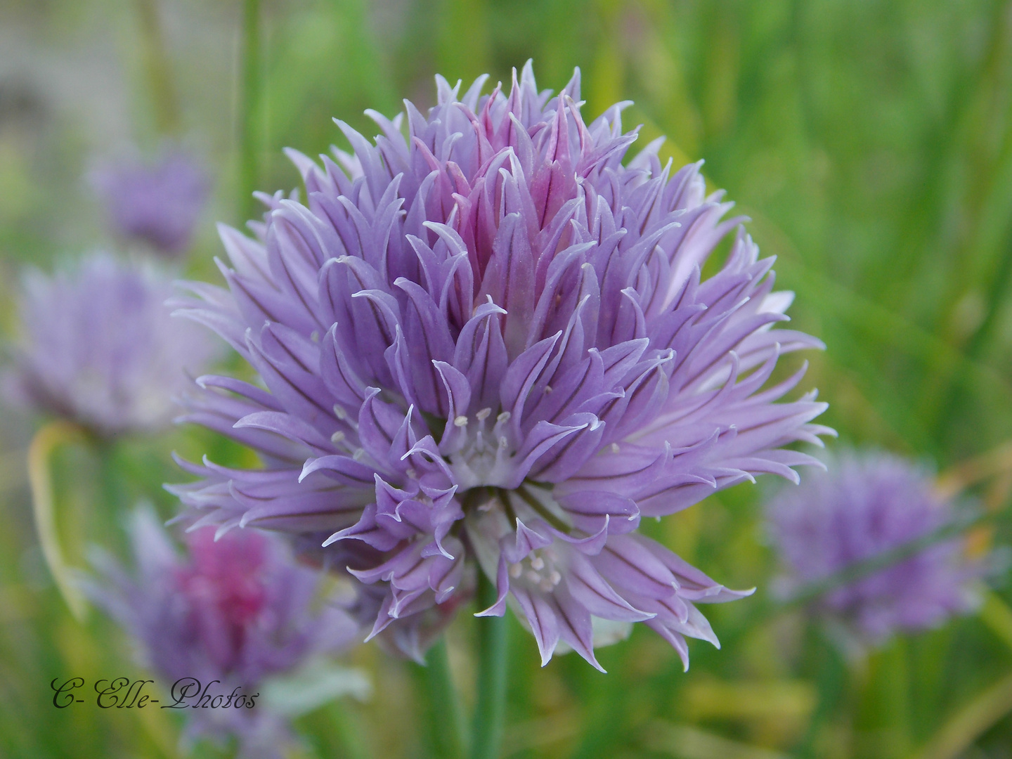 Fleur de Ciboulette photo et image fleurs, nature Images