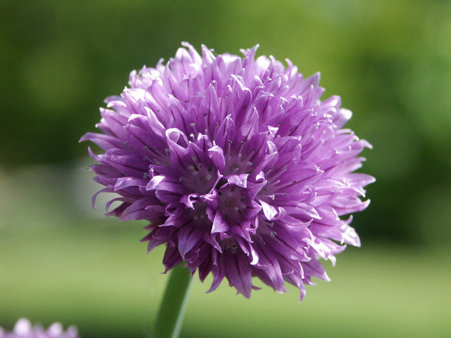 Fleur de Ciboulette