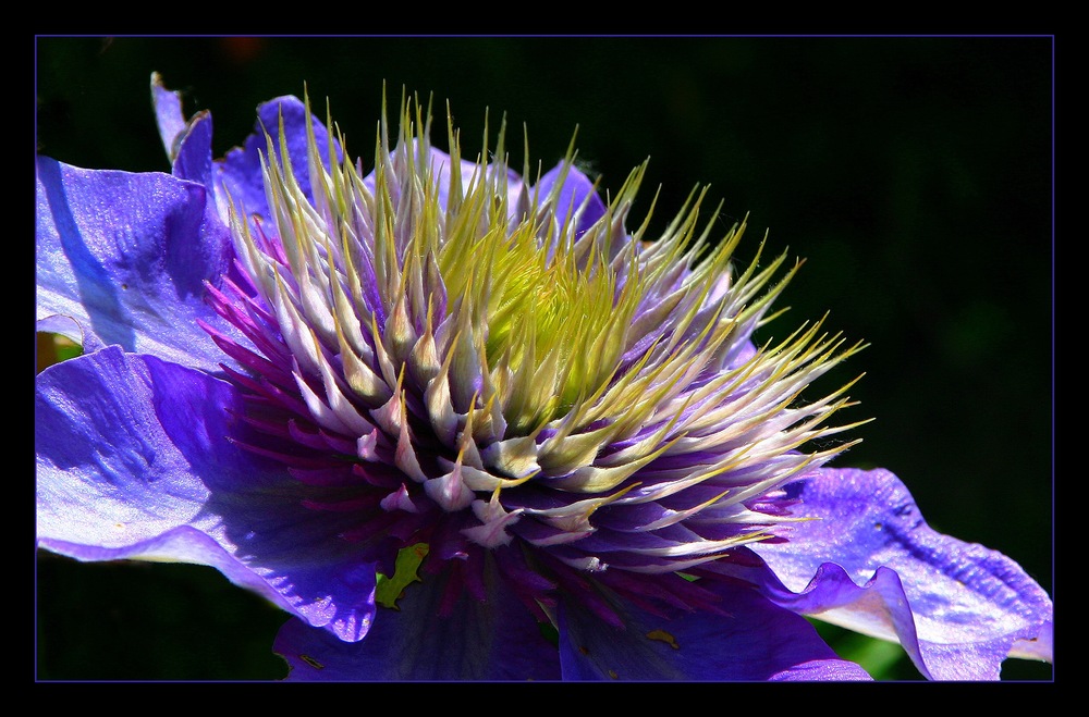 " Fleur de clématite 2 "