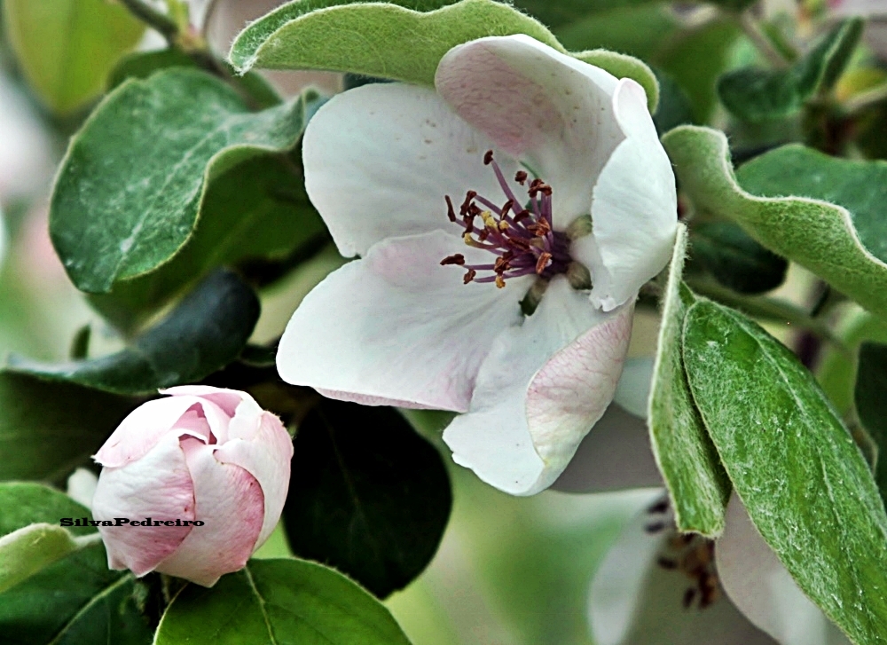 FLEUR DE COGNASSIER