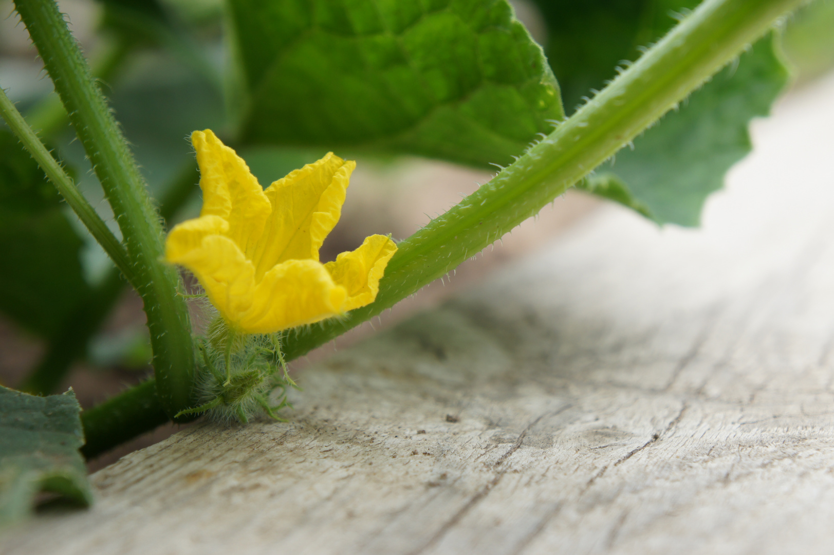 Fleur de concombre