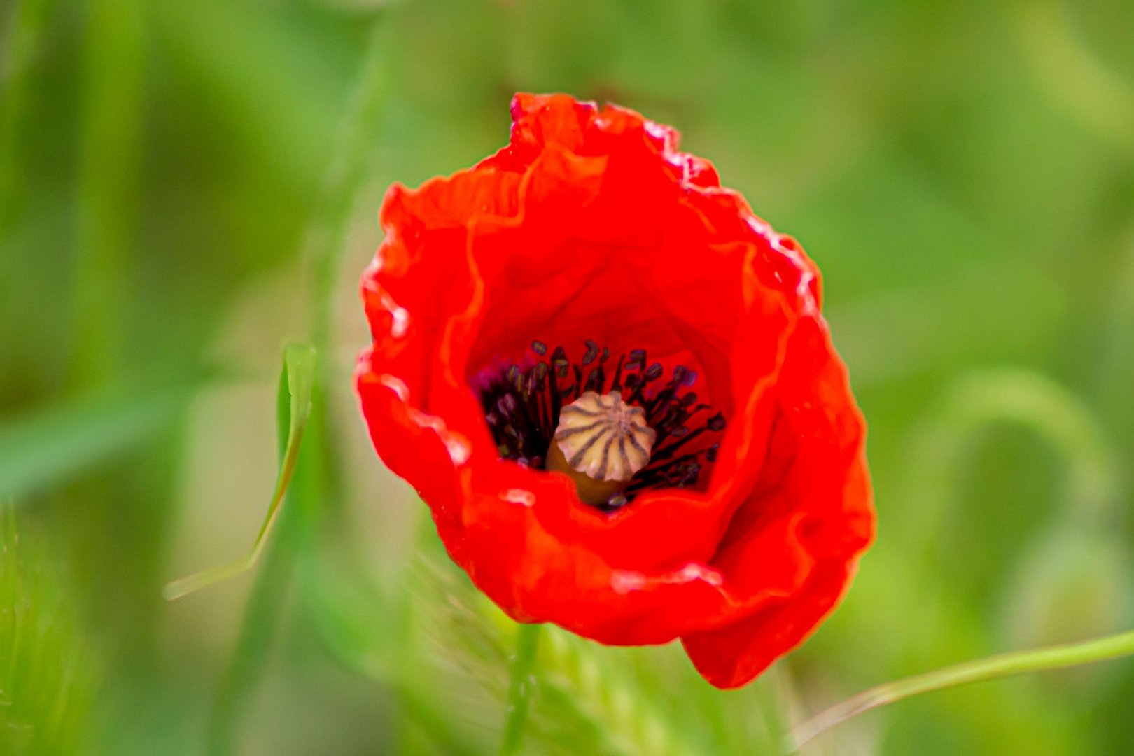 fleur de coquelicot