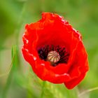 fleur de coquelicot