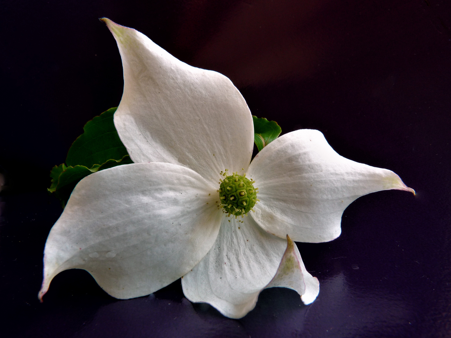 Fleur de Cornus florida (Cornouiller)