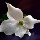 Fleur de Cornus florida (Cornouiller)