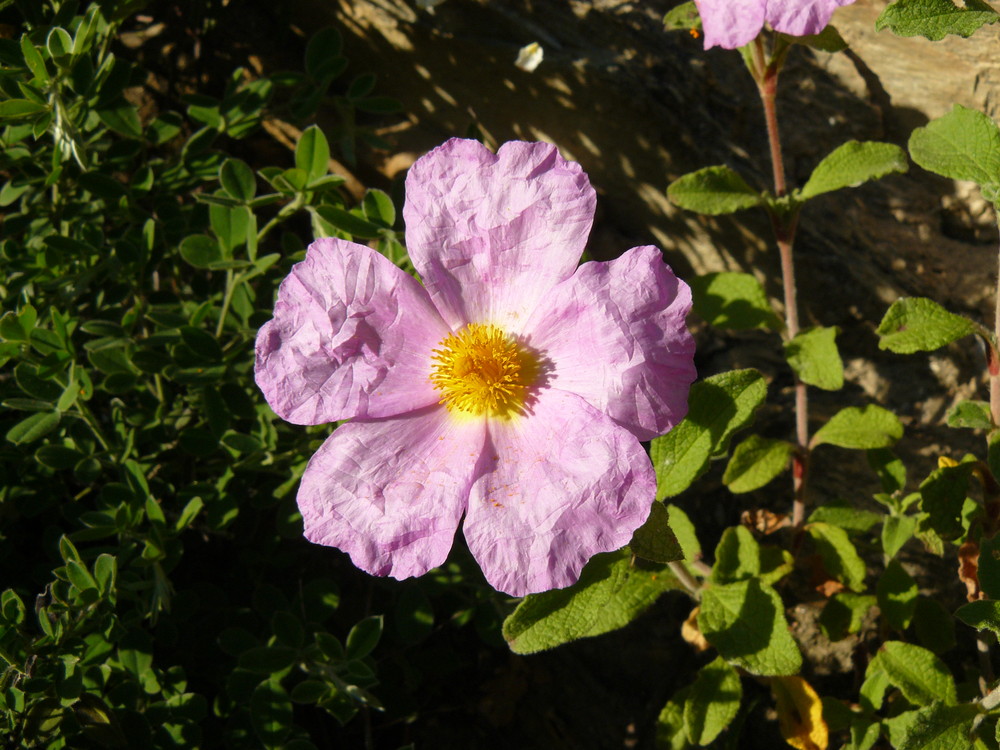 Fleur de Corse