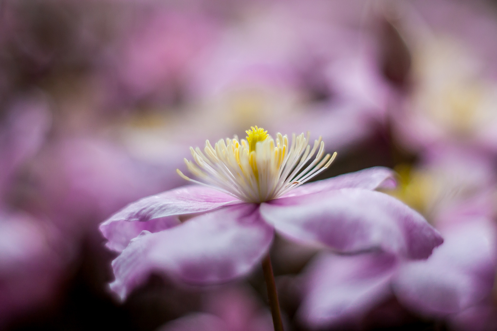 Fleur de coton