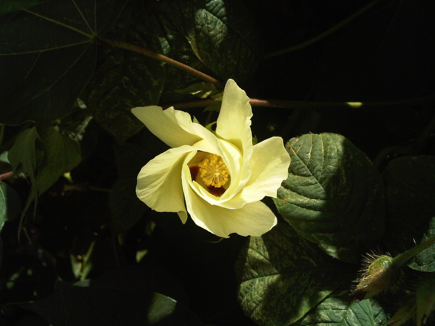 Fleur de cotonnier