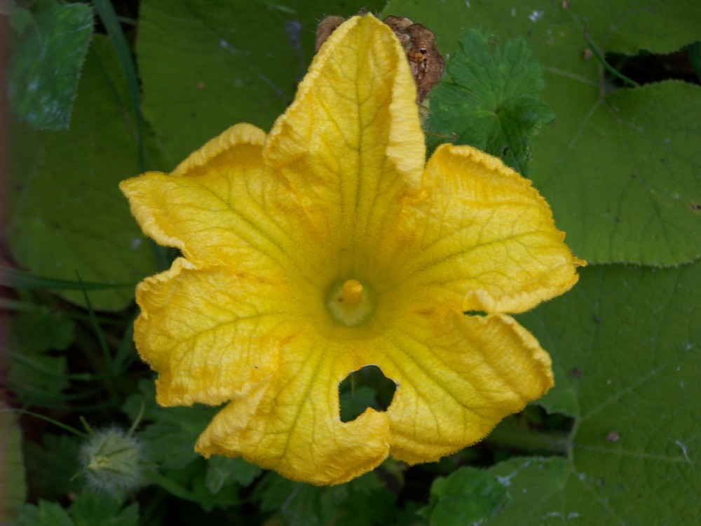 fleur de courgette