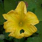 fleur de courgette