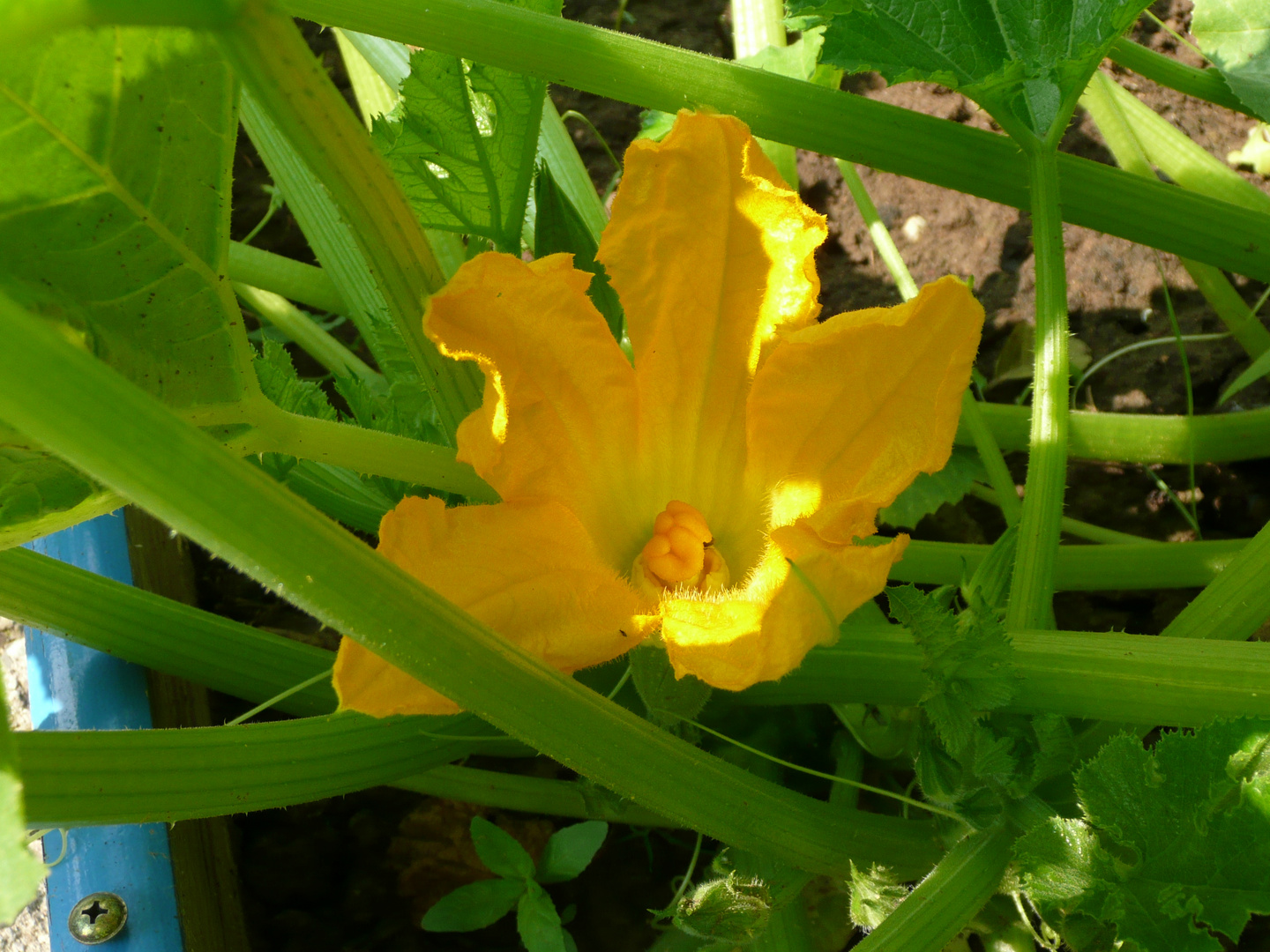 Fleur de courgette