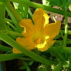 Fleur de courgette