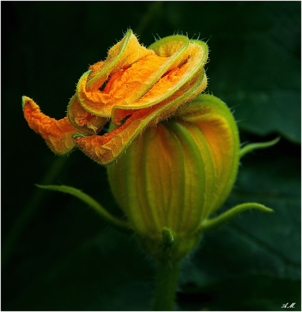 Fleur de courgette