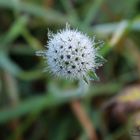 Fleur de cristal