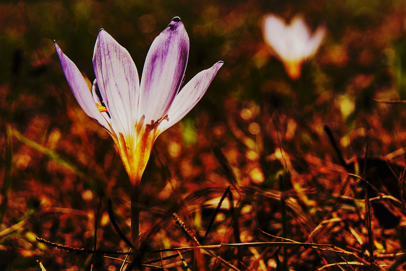 fleur de crocus