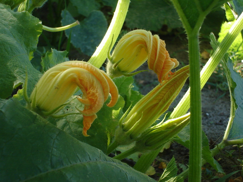 fleur de cucurbitacée