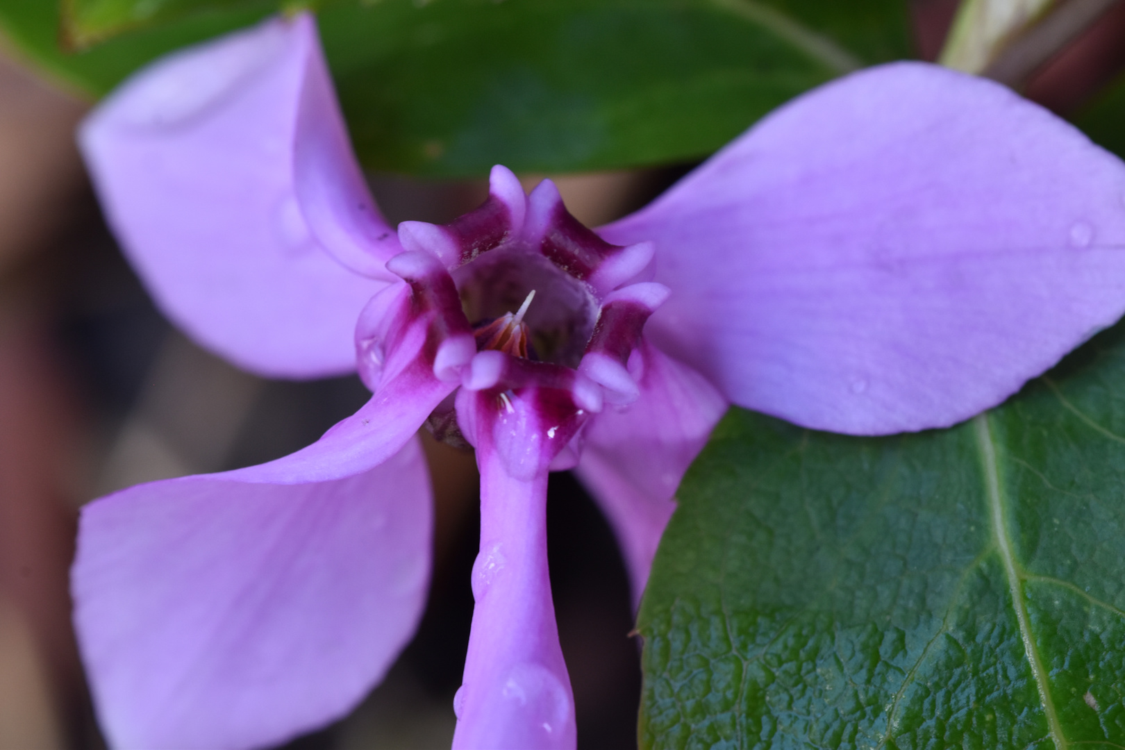 Fleur de cyclamen vu de dessous