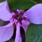 Fleur de cyclamen vu de dessous