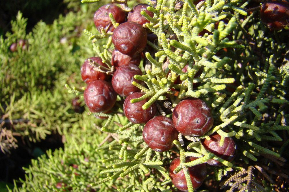 Fleur de cyprès