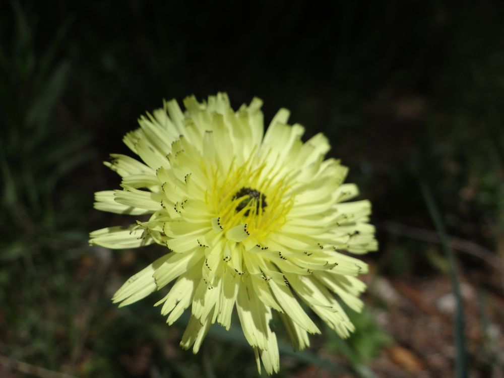 Fleur de Daléchamp