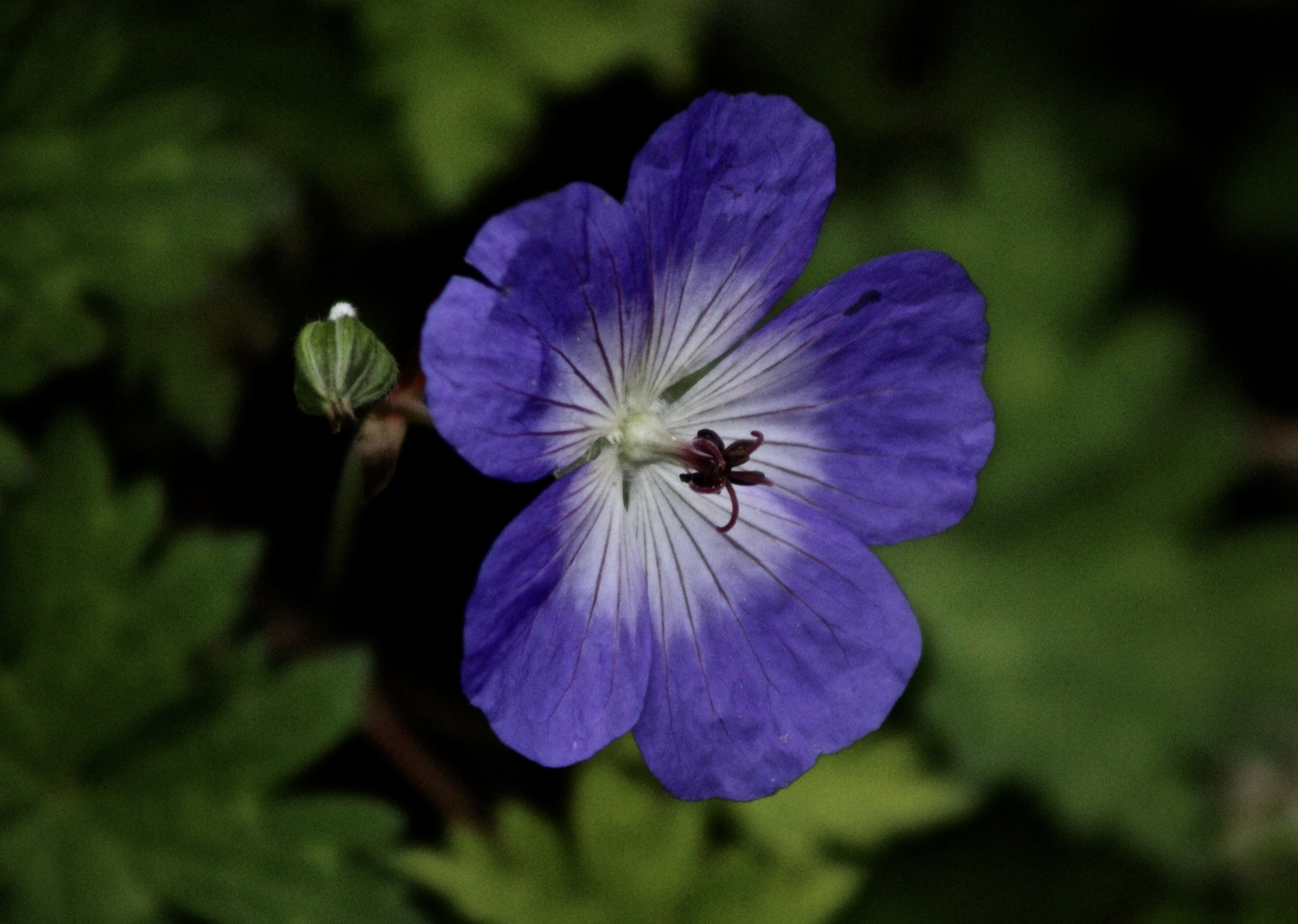 ...fleur de Décembre !!!...