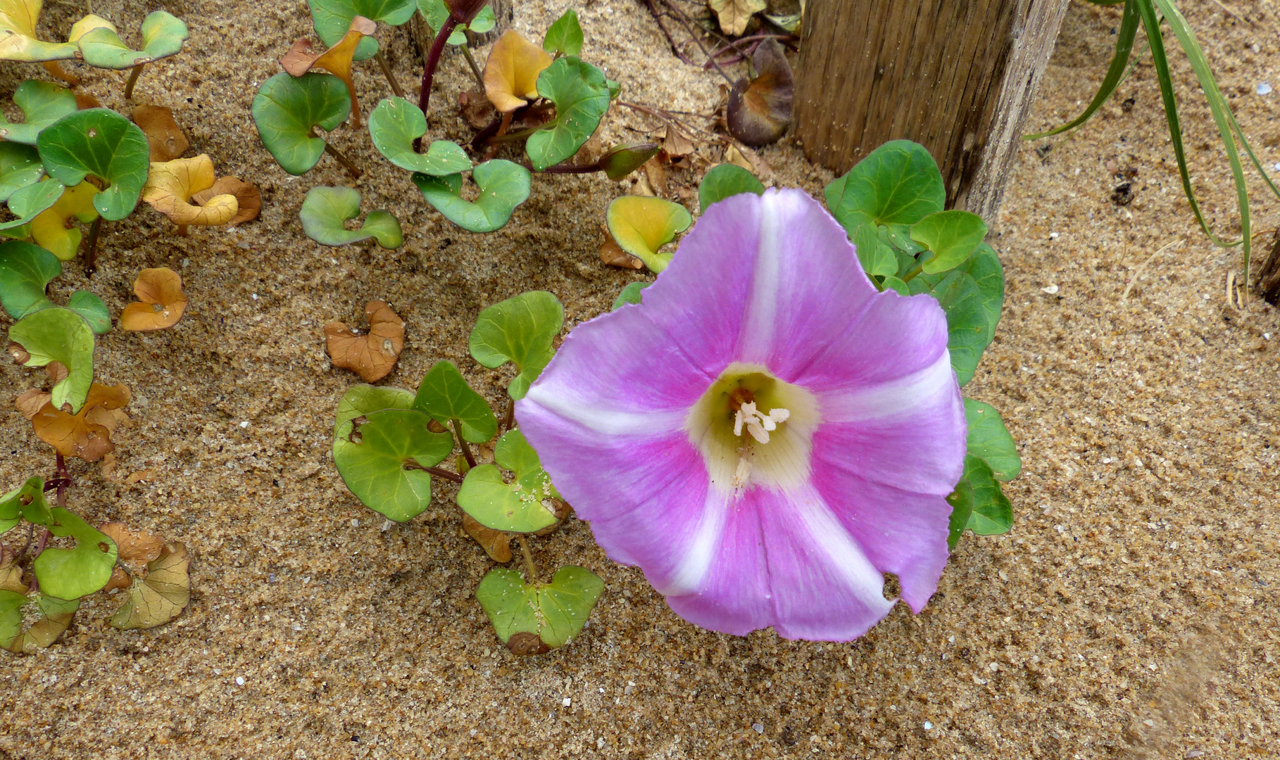 Fleur de dunes...