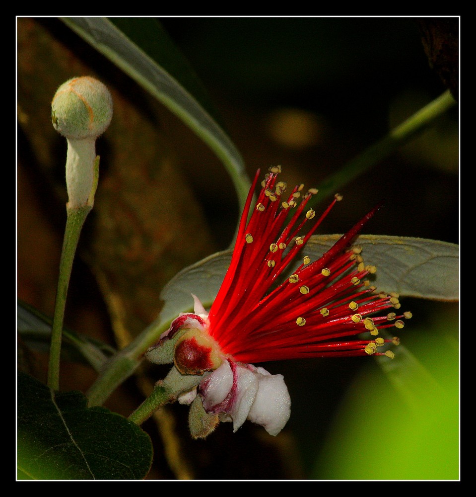 " Fleur de feijoa "