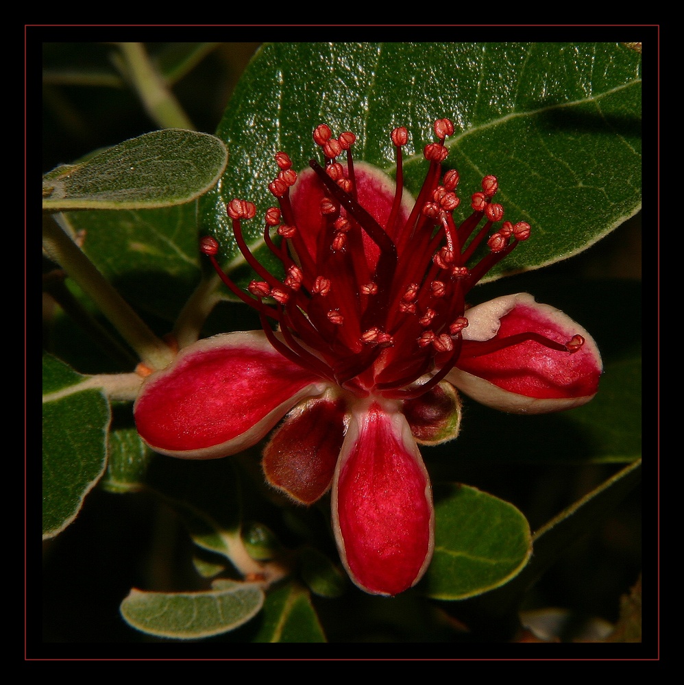 " Fleur de féjoa "