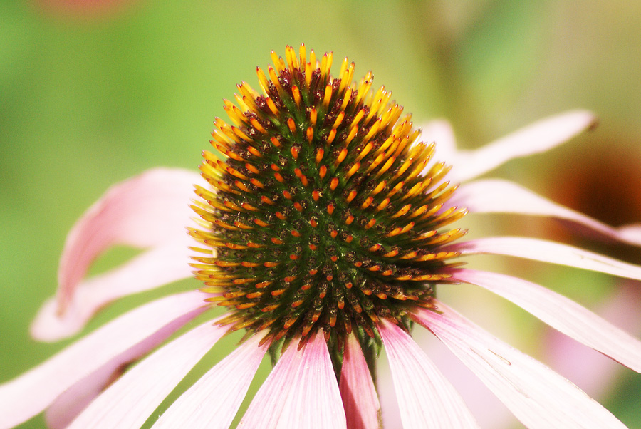 FLEUR DE FIN D'ETE