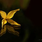 Fleur de Forsythia