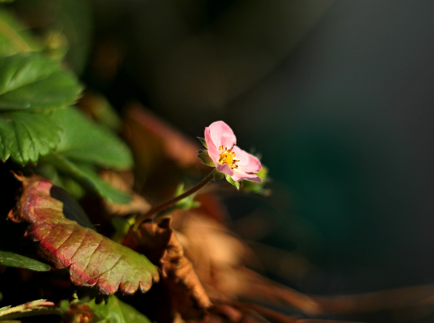 fleur de fraisier