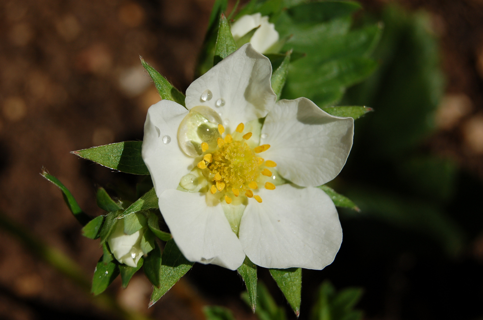 Fleur de fraisier