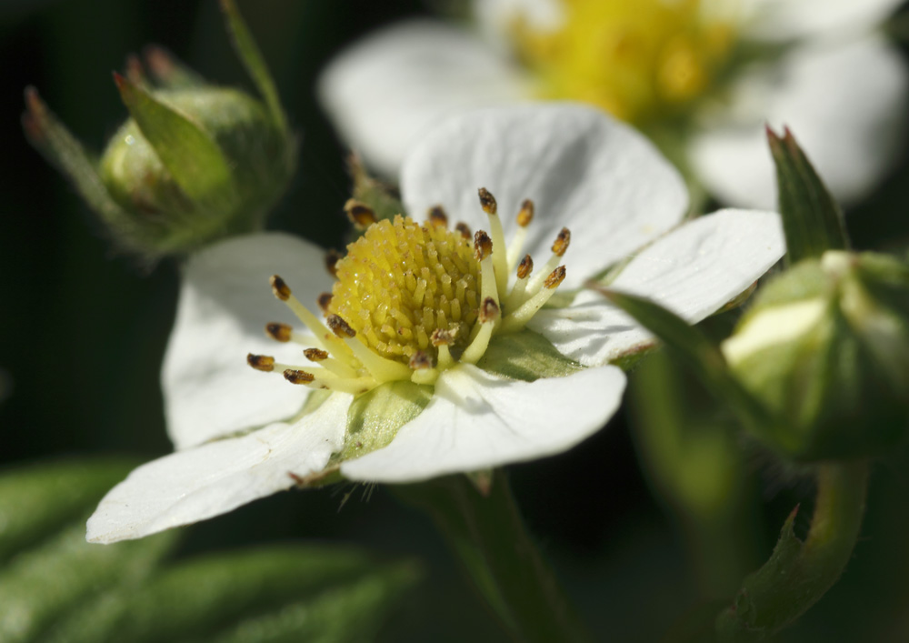 Fleur de fraisier sauvage !!!