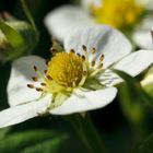 Fleur de fraisier sauvage !!!