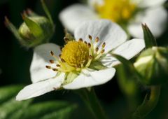 Fleur de fraisier sauvage !!!