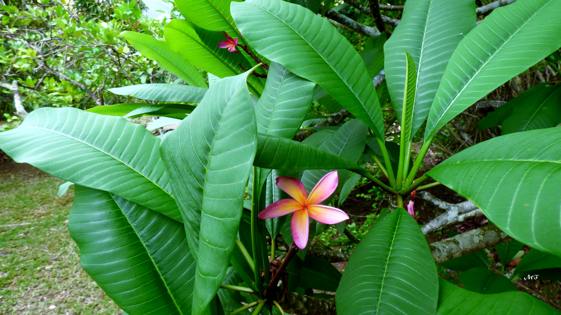 Fleur de frangipanier