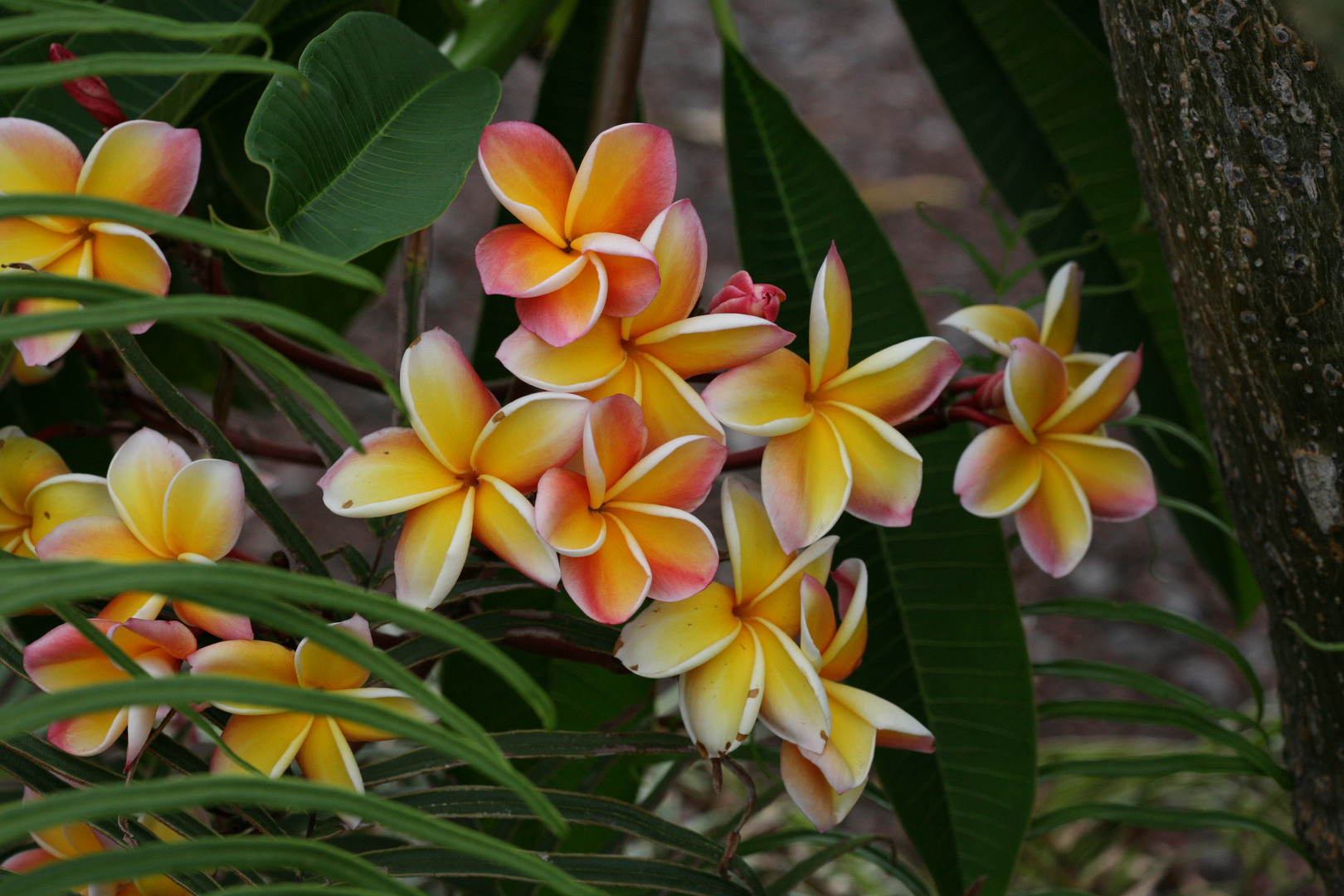 FLEUR DE FRANGIPANIER