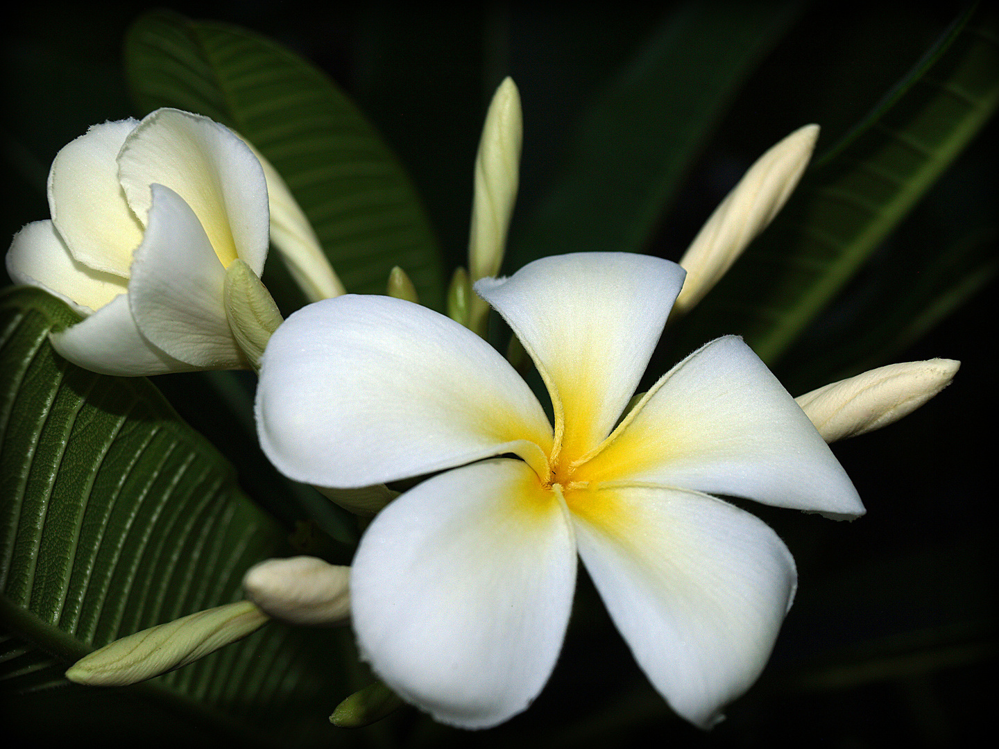 Fleur de frangipanier blanche Weiße FrangipaniBlüte photo et image
