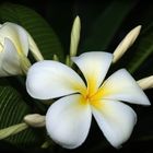 Fleur de frangipanier blanche - Weiße Frangipani-Blüte