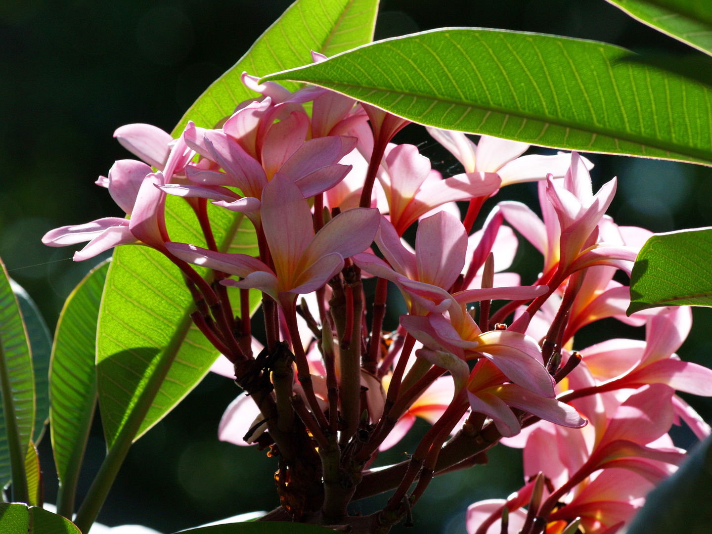 Fleur de frangipanier - Frangipani-Blüte