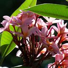 Fleur de frangipanier - Frangipani-Blüte