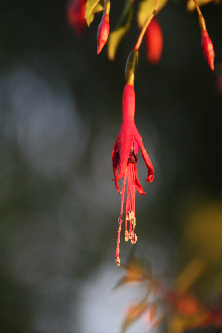 ..Fleur de fushia..