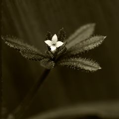 Fleur de gaillet gratteron