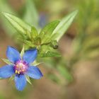 Fleur de garrigue