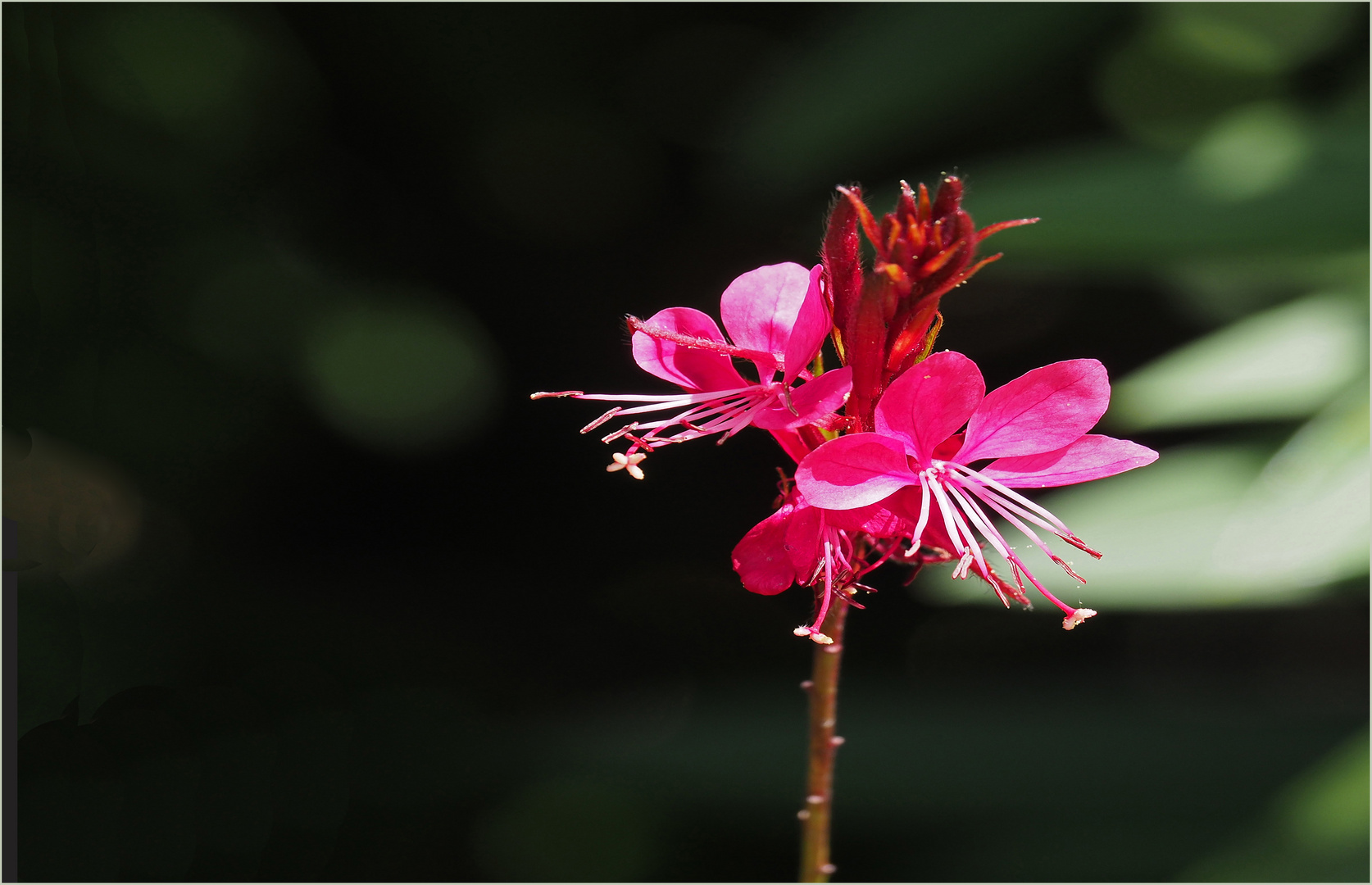 Fleur de gaura  