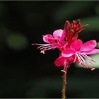Fleur de gaura  