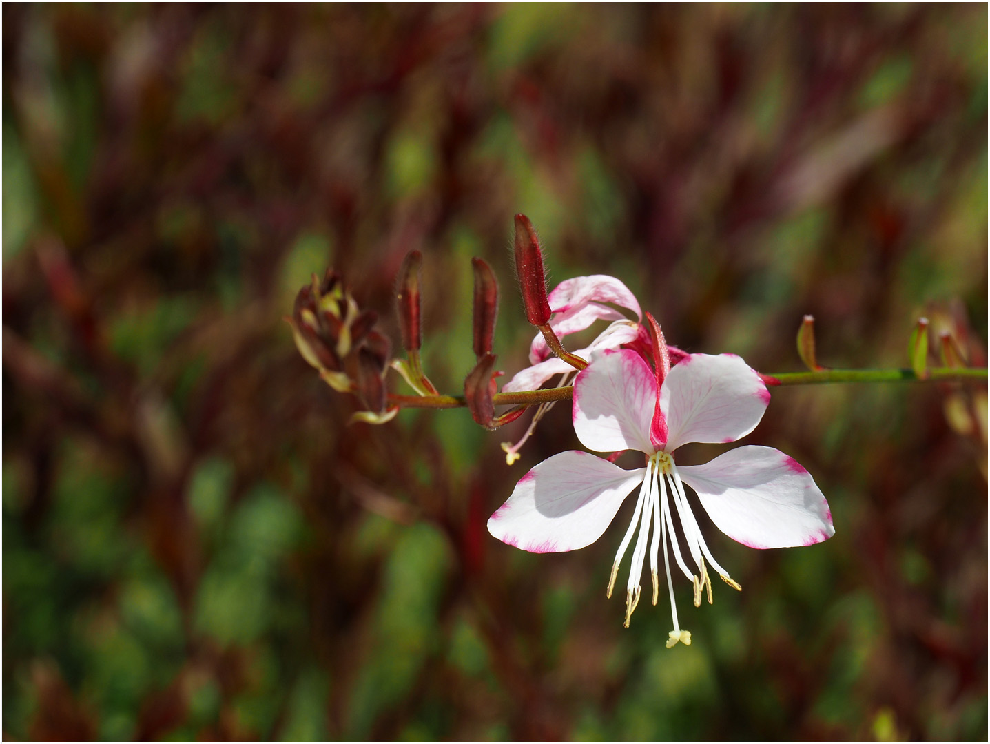 Fleur de gaura